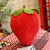 Pink Strawberry Soft Plush Food Fruits Toy GRATEFUL